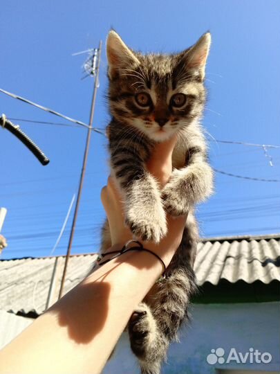 Котята в добрые руки 2 мальчика и 1 девочка