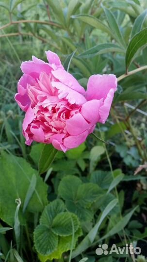 Продам рассаду садовых цветов- многолетников