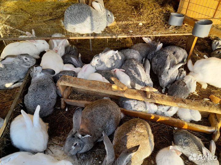 Продам крольчих и кролов