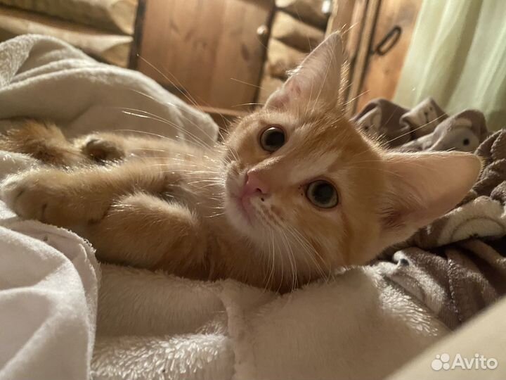 Кошка в дар бесплатно