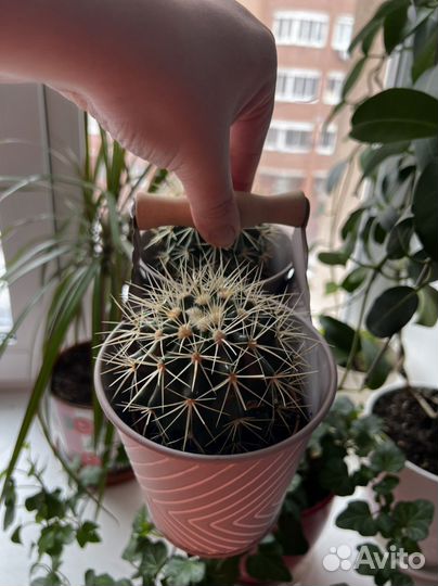 Кактусы в металлическом кашпо