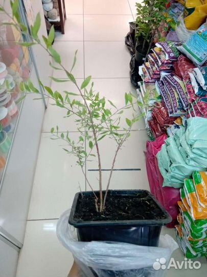 Спирея Грефшейм