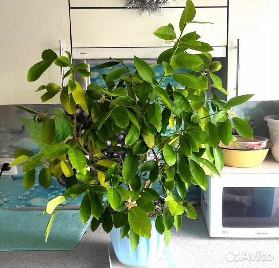 Цитрусовое плодоносящее дерево