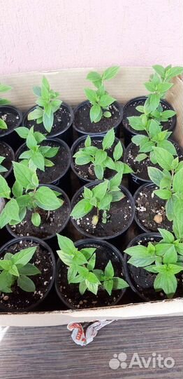 Гортензии 10 сортов