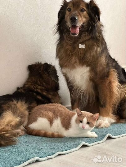 Собака в добрые руки