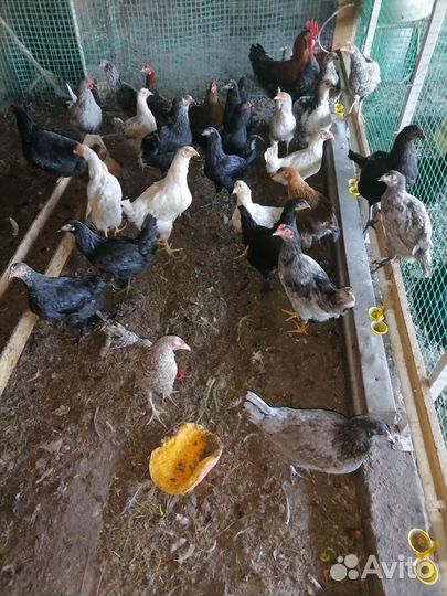 Куры и молодки