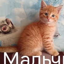 Котята мейн-кун