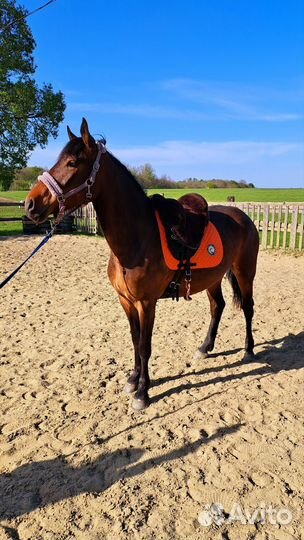 Молодая кобыла в спорт