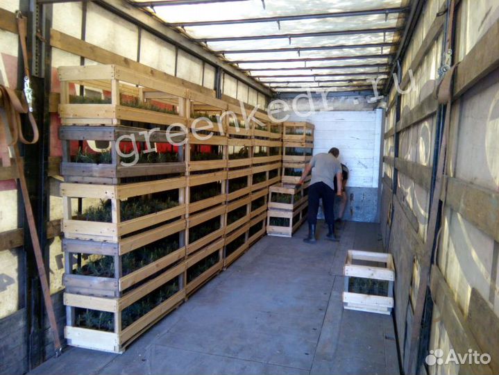 Саженцы Сибирского Кедра 15-20 см