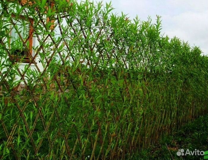 Черенки ивы американки