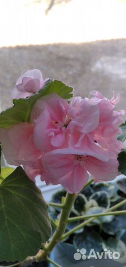 Пеларгония герань