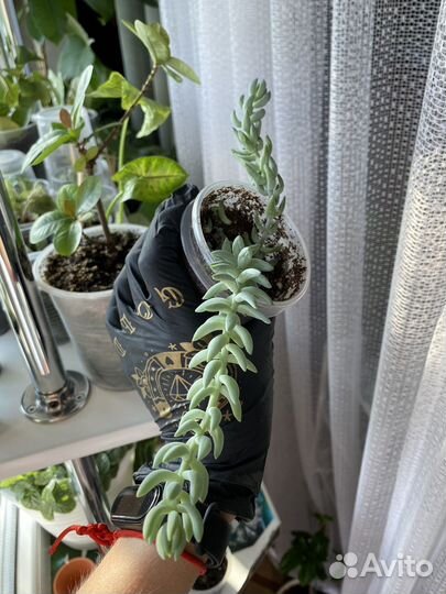 Очиток Моргана