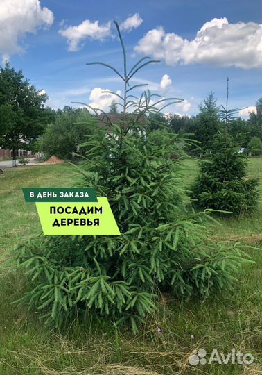 Ель обыкновенная