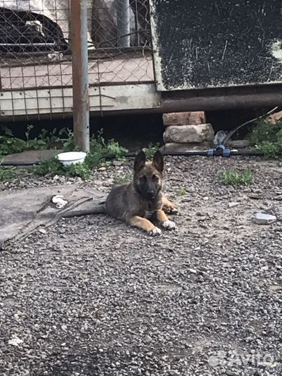 Щенки овчарки