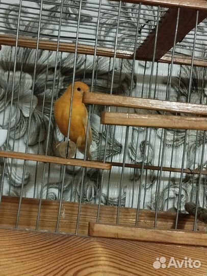 Попугай какарик с клеткой