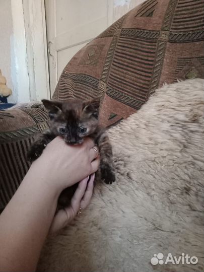 Котята в добрые руки бесплатно