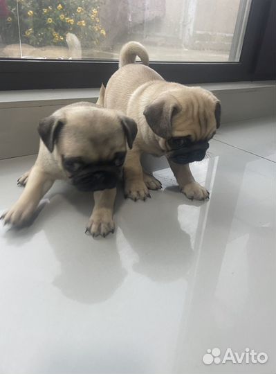 Щенки мопса