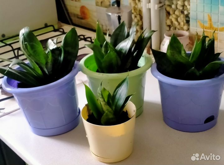 Комнатные цветы