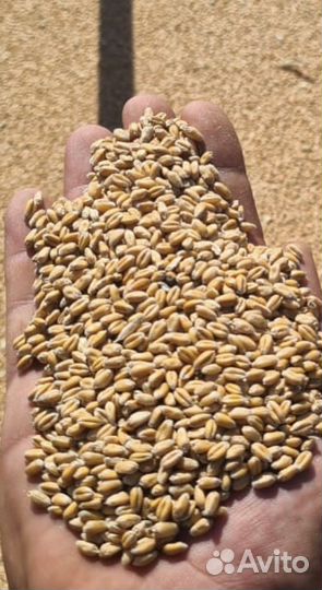 Зерно пшеница ячмень