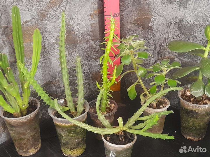 Кактусы и суккуленты