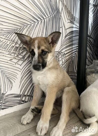 Щенок мальчик