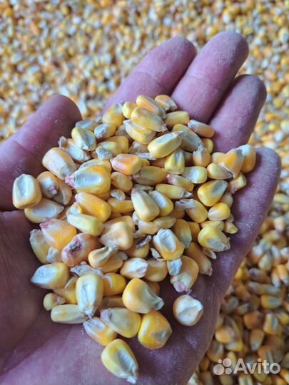 Ячмень, Пшеница, Кукуруза, Корма