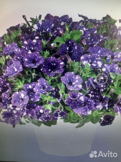 Вегетативная петуния