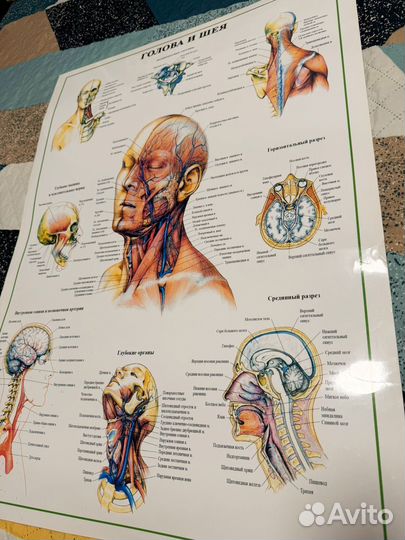 Медицинский плакат