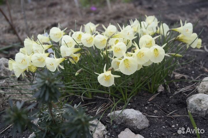 Нарцисс кантабрийский Мускари Крокусы Гиацинт