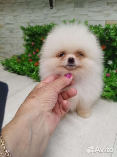 Щенки померанского шпица