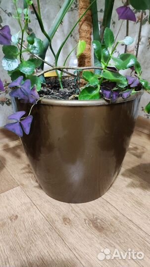 Монстера большая с кашпо