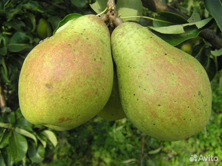 Саженцы груши Памяти Жегалова