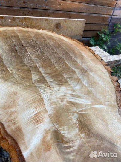 Слебы спилы дерева