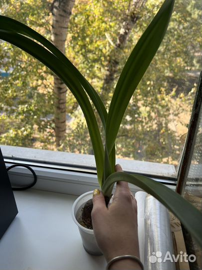 Цветок комнатный Лилия