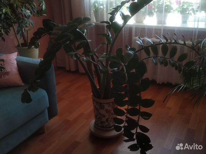 Замиокулькас