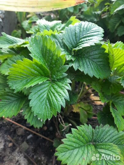 Саженцы садовой земляники