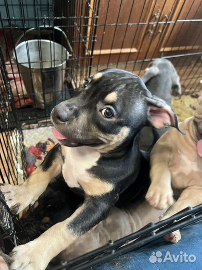 Американский булли классик