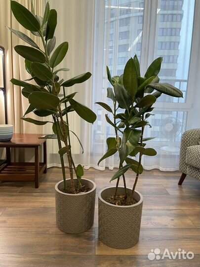 Комнатные цветы фикус