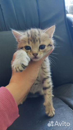 Котята в дар от кошки-мышеловки