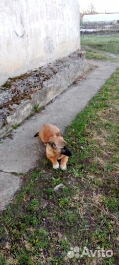 Щенок девочка в добрые руки