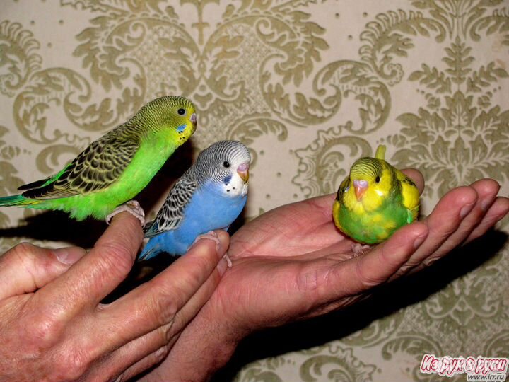 Попугаи волнистые