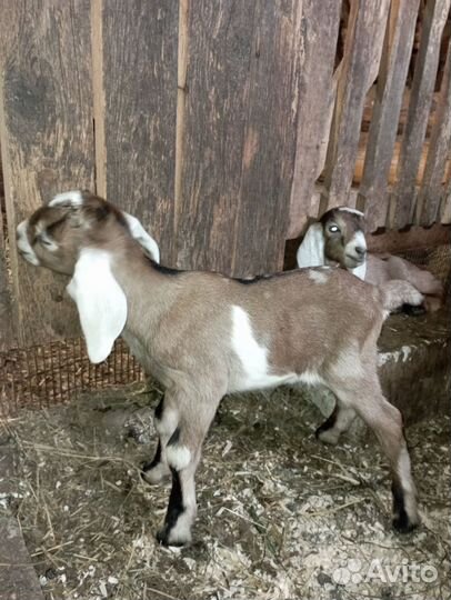 Коза нубийская