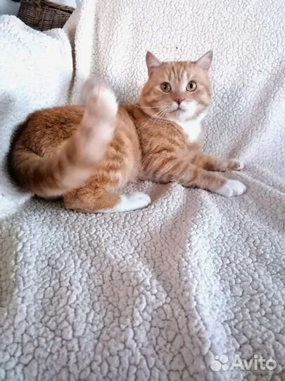 Котик в добрые руки
