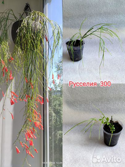 Сенецио, Оттона, Русселия, крестовник, крассула