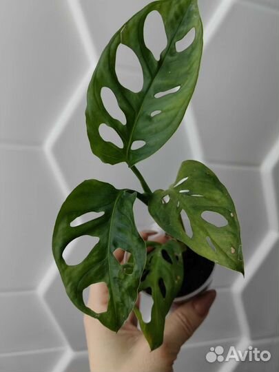 Монстера адансони