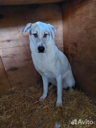 Молодой красавчик Зевс очень ждёт вас на прогулку