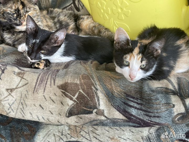 Кошка в дар бесплатно