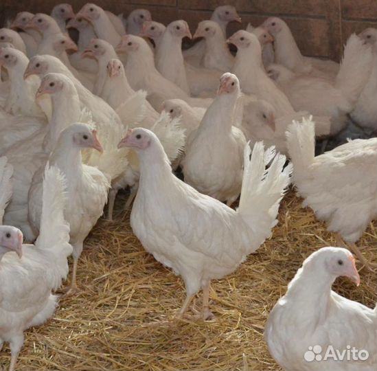 Куры молодки цыплята гуси утки индюки перепела