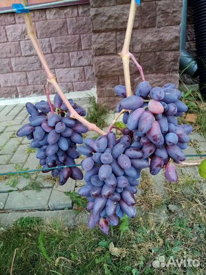 Саженцы, черенки винограда