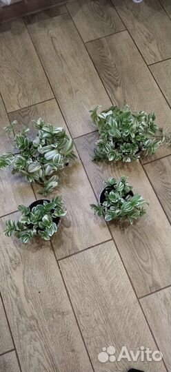 Традесканция